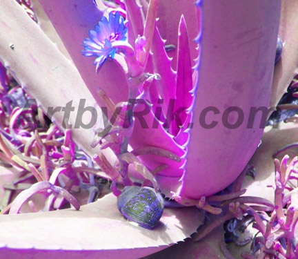 Purple Cactus